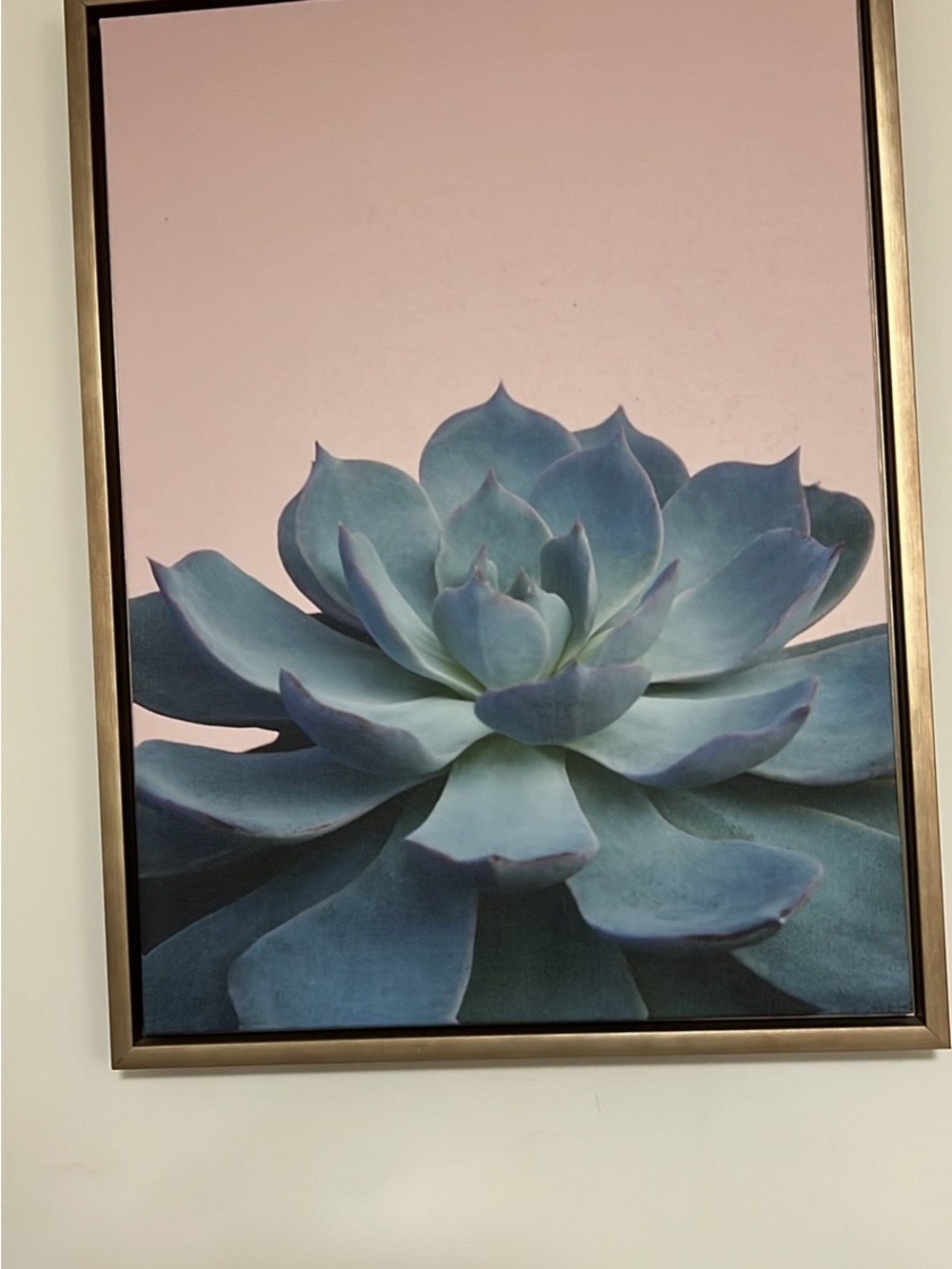 Blue Succulent Wall Art Print - Home Wall Decor